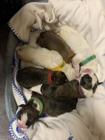 Boxer Puppies for sale in Vaughan, Ontario. price: $1,000