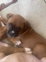 Boxer Puppies for sale in Victorville, California. price: $900