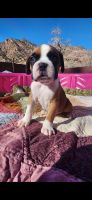 Boxer Puppies for sale in Canon City, Colorado. price: $975