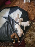 Boxer Puppies for sale in Indian Trail, North Carolina. price: $350