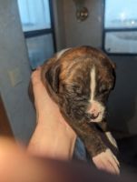 Boxer Puppies for sale in Prescott, Michigan. price: $300