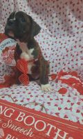 Boxer Puppies for sale in Carrollton, OH 44615, USA. price: $800