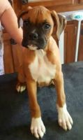 Boxer Puppies for sale in Pittsburgh, PA, USA. price: $564