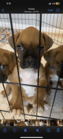 Boxer Puppies for sale in Martinsburg, WV, USA. price: $1,100