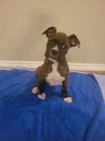 Boxer Puppies for sale in Lewisville, Texas. price: $350