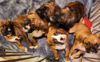 Boxer Puppies for sale in Springfield, Massachusetts. price: $2,000