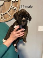 Boxer Puppies for sale in London, Ohio. price: $900