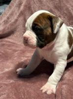Boxer Puppies for sale in Munroe Falls, Ohio. price: $900