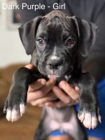 Boxer Puppies for sale in El Reno, Oklahoma. price: $1,000