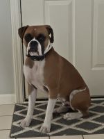 Boxer Puppies for sale in Springfield, IL, USA. price: $50,000