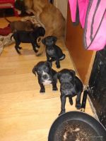 Boxer Puppies for sale in Benton, Tennessee. price: $15,000