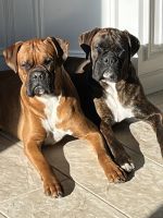 Boxer Puppies for sale in Washington Township, NJ, USA. price: $200,000