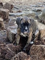 Boxer Puppies for sale in Lima, Ohio. price: $500