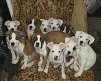 Boxer Puppies for sale in Fontana, California. price: $450