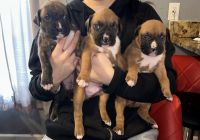 Boxer Puppies for sale in Junction City, Oregon. price: $1,200