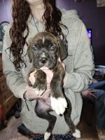 Boxer Puppies for sale in Bowling Green, Kentucky. price: NA