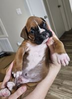Boxer Puppies for sale in Winter Park, Florida. price: $500