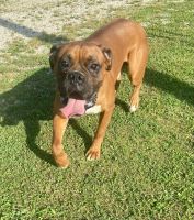 Boxer Puppies for sale in Louisville, KY, USA. price: $500