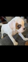 Boxer Puppies for sale in Norwich, Connecticut. price: $800