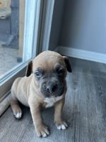 Boxer Puppies for sale in Grand Blanc, Michigan. price: $150
