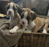 Boxer Puppies for sale in Temecula, California. price: $800