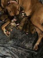 Boxer Puppies for sale in Damascus, OR 97089, USA. price: $14,000