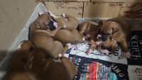 Boxer Puppies for sale in Tucson, Arizona. price: $800