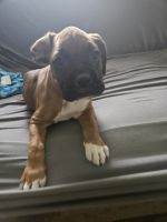 Boxer Puppies for sale in Wabash, Indiana. price: $1,500