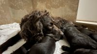 Boykin Spaniel Puppies Photos