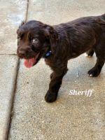 Boykin Spaniel Puppies for sale in Mather, CA 95655, USA. price: NA