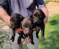 Boykin Spaniel Puppies for sale in Aiken, SC, USA. price: NA