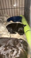 Boykin Spaniel Puppies for sale in Newberry, SC 29108, USA. price: NA