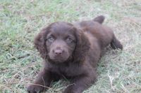 Boykin Spaniel Puppies for sale in Norman Park, GA 31771, USA. price: NA