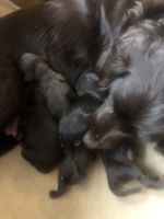 Boykin Spaniel Puppies for sale in Syracuse, NY, USA. price: NA