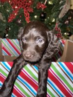 Boykin Spaniel Puppies for sale in Vaiden, MS 39176, USA. price: NA