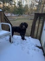 Boykin Spaniel Puppies for sale in Chapin, SC 29036, USA. price: NA