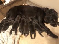 Boykin Spaniel Puppies for sale in Syracuse, NY, USA. price: NA