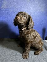Boykin Spaniel Puppies for sale in Prosperity, SC 29127, USA. price: $800