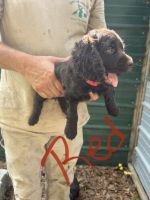 Boykin Spaniel Puppies for sale in Fairfax, SC 29827, USA. price: $800