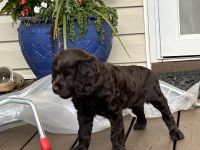 Boykin Spaniel Puppies for sale in Laurens, SC 29360, USA. price: $1,500