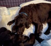 Boykin Spaniel Puppies for sale in Bishop, TX 78343, USA. price: $2,000