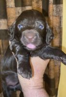 Boykin Spaniel Puppies for sale in Whitmire, SC 29178, USA. price: $800