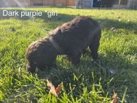Boykin Spaniel Puppies for sale in Grace, ID 83241, USA. price: $1,000