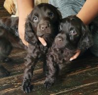 Boykin Spaniel Puppies for sale in Wilmer, AL 36587, USA. price: $350
