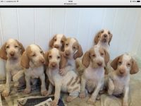 Bracco Italiano Puppies for sale in Washington, DC, USA. price: NA