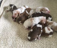 Bracco Italiano Puppies for sale in NJ-17, Paramus, NJ 07652, USA. price: NA