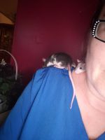 Brahma White-bellied Rat Rodents Photos