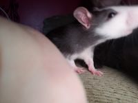 Brahma White-bellied Rat Rodents Photos
