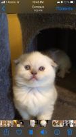 Brazilian Shorthair Cats for sale in Brooklyn, NY, USA. price: NA