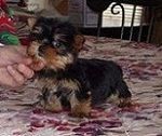 Brazilian Terrier Puppies for sale in Texas City, TX, USA. price: NA